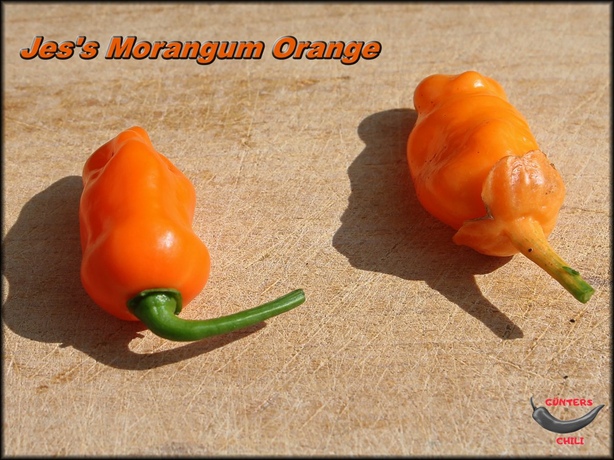 Jes's Morangum Orange 17092020.JPG