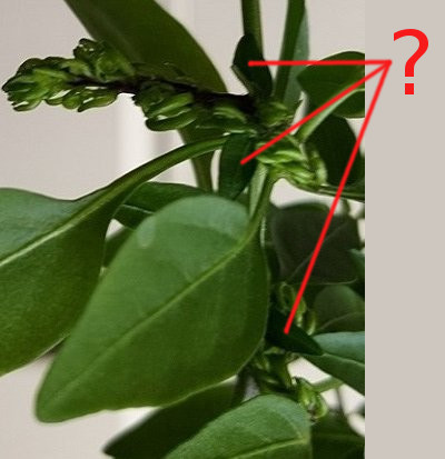 Jokers-Chili-mit-komischen-Blättern-und-Blueten.jpg
