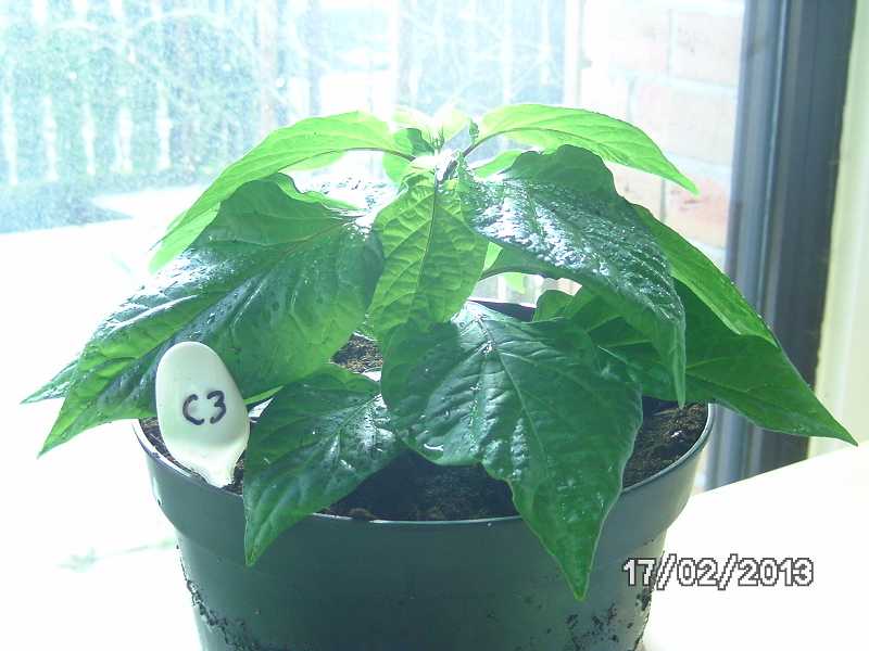 k-Chocolate Bhut Jolokia.JPG