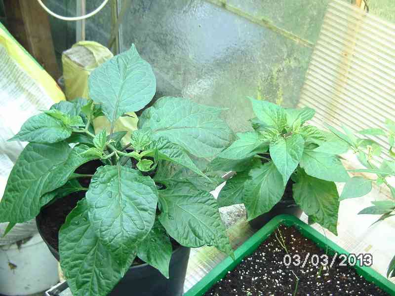 k-Chocolate Bhut Jolokia.JPG