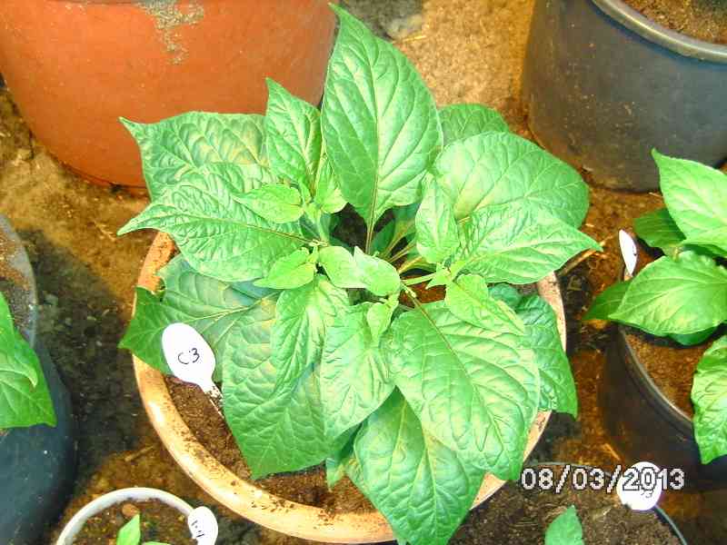 k-Chocolate Bhut Jolokia.JPG