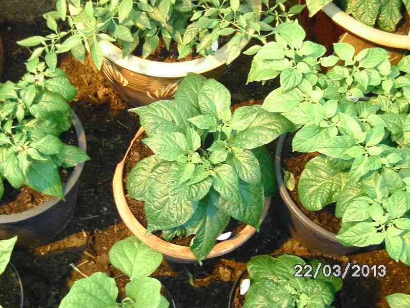 k-Chocolate Bhut Jolokia.JPG