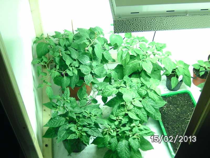 k-Neue Growbox.JPG