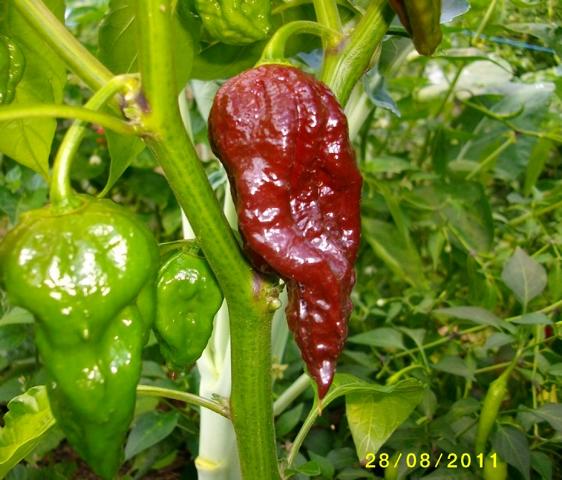 K640_Bhut Jolokia Schoko.JPG