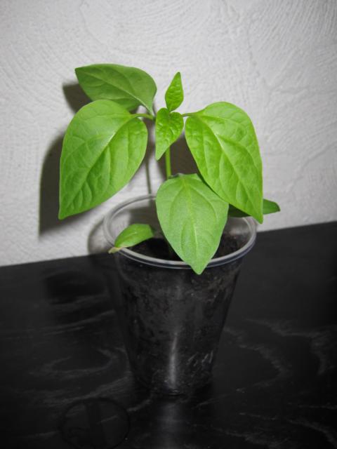 K640_Chili 091.JPG