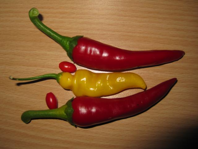 K640_Chili 280.JPG