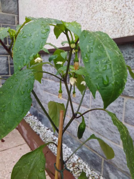 K800_IMG_20160702_135816.JPG