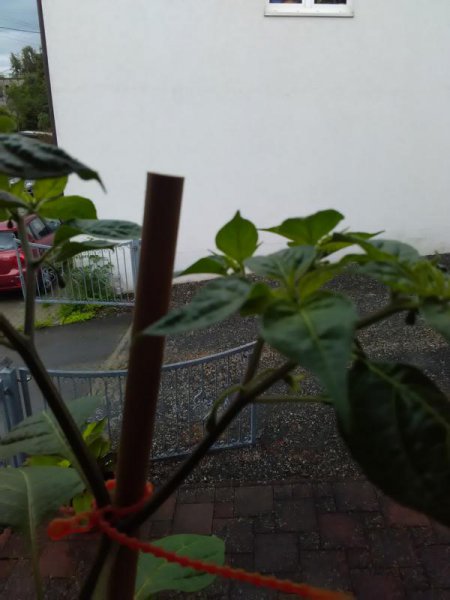 K800_IMG_20160702_140120.JPG