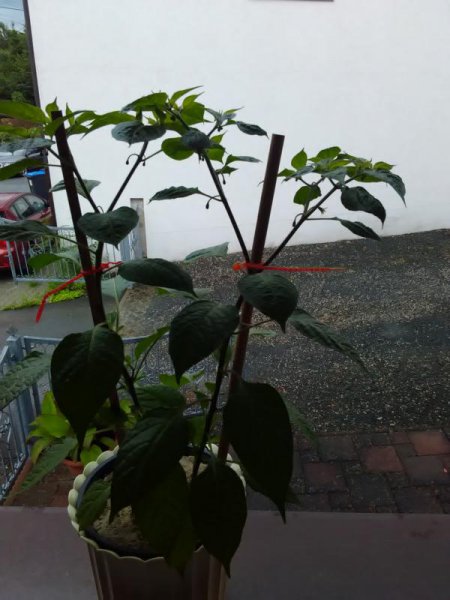 K800_IMG_20160702_140134.JPG