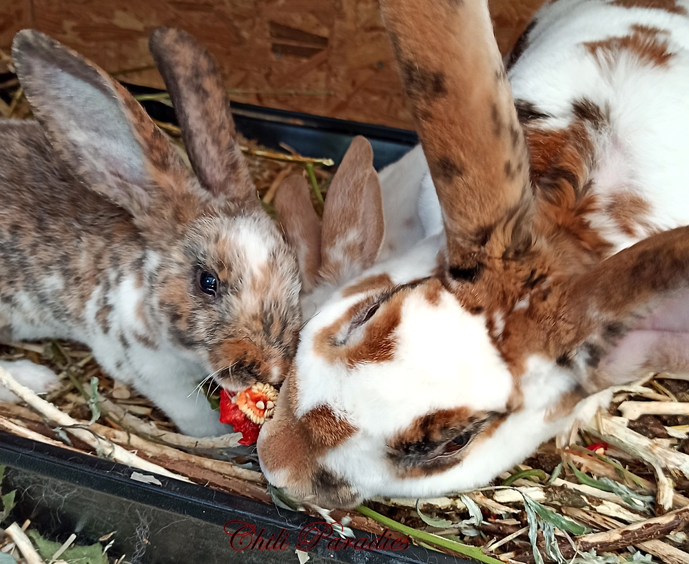 Kaninchen und Chili.jpg