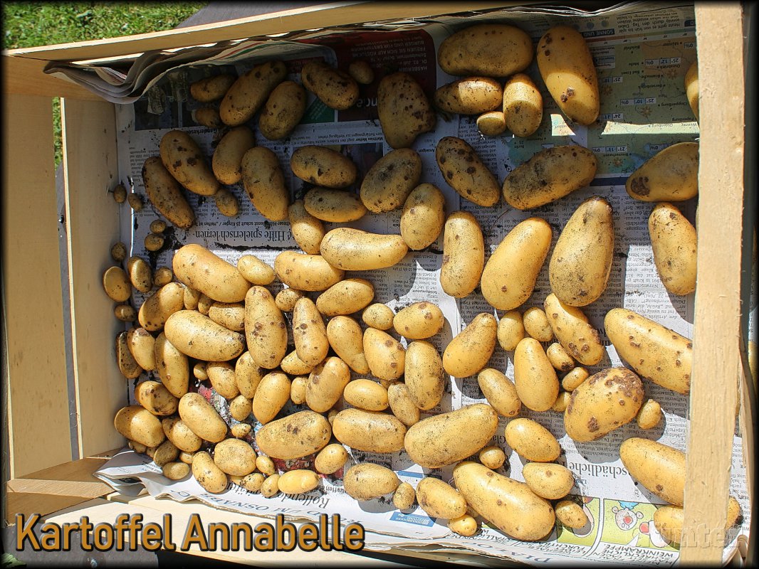 Kartoffel Annabelle.JPG