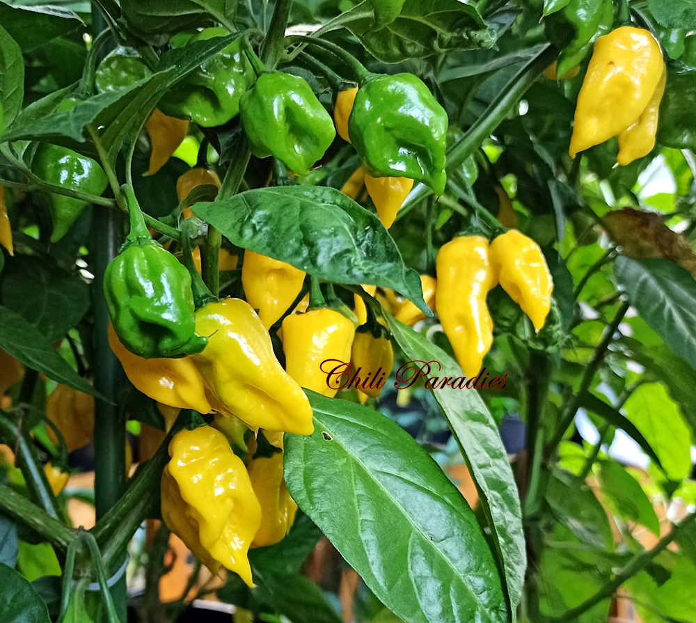 Keine Naga White.jpg