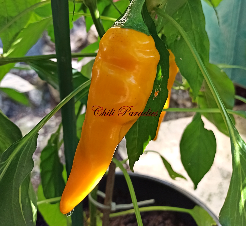 Keine Pimenta Project nr. 5.jpg