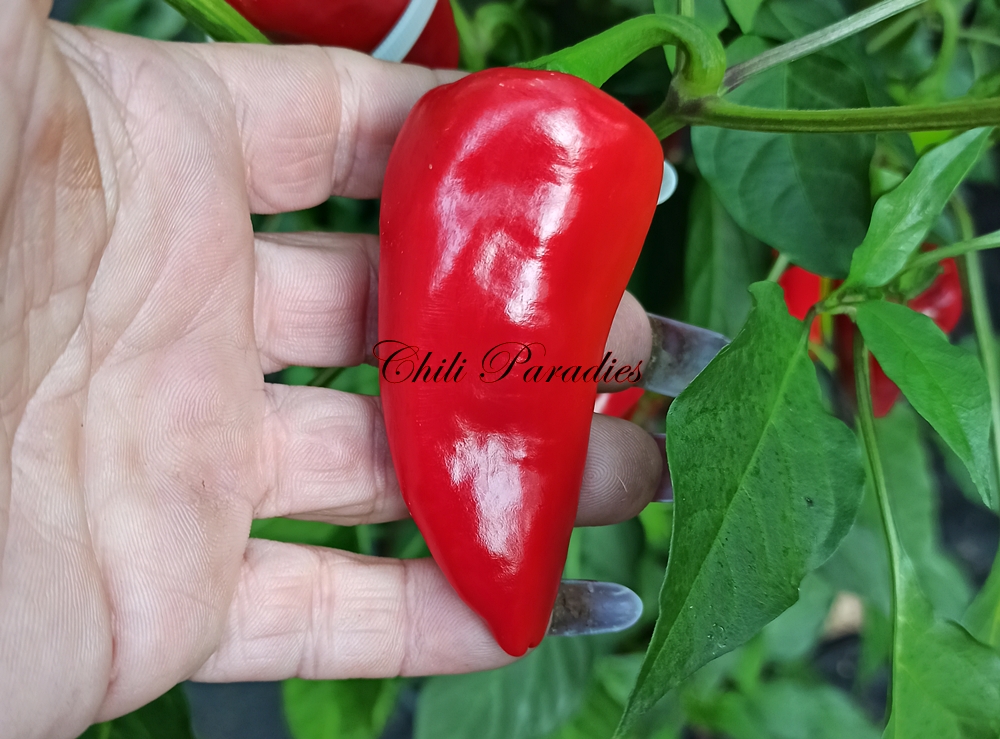 Keine Pimienta de Padron yellow.jpg