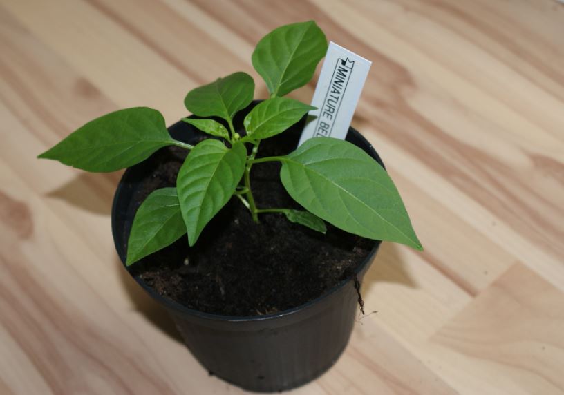 knospechili.JPG