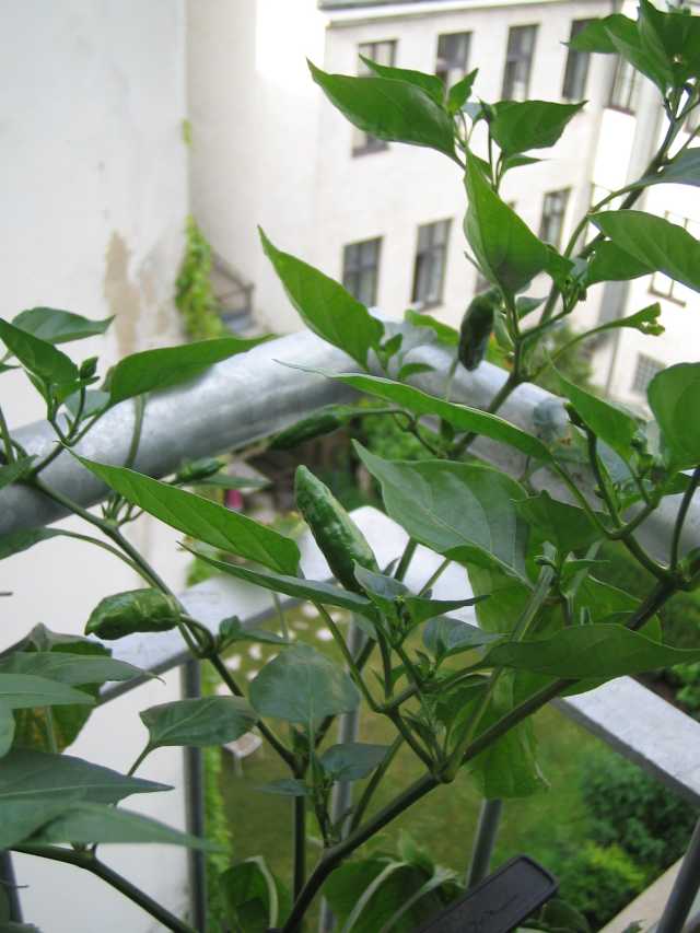 Kondom Pepper.JPG