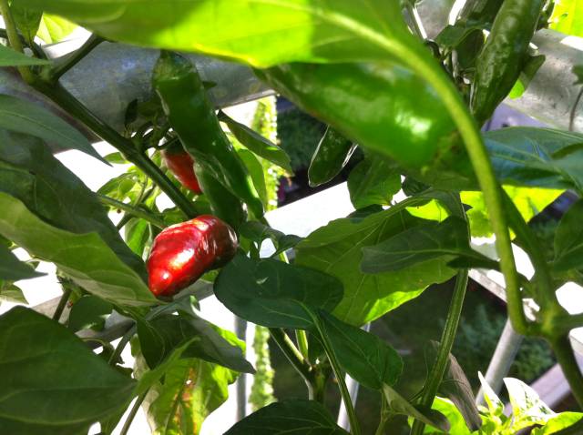 Kondom Pepper.jpg