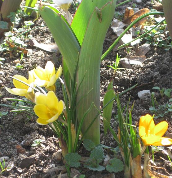 Krokus Tulpe.JPG