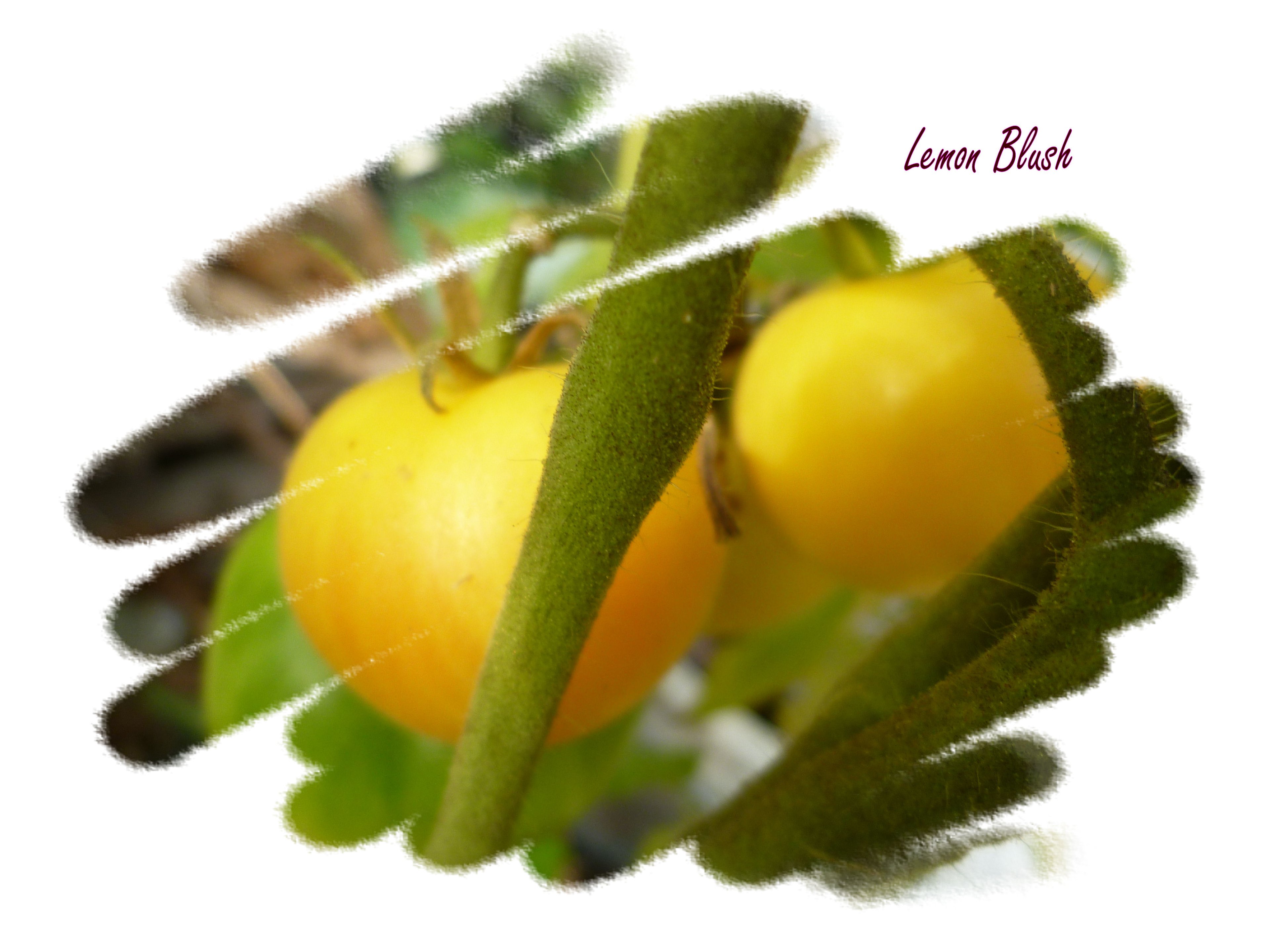 Lemon Blush.jpg