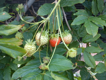 Letzte Beeren.jpg