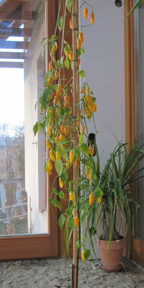 letzter_blick_fatali_orange.jpg