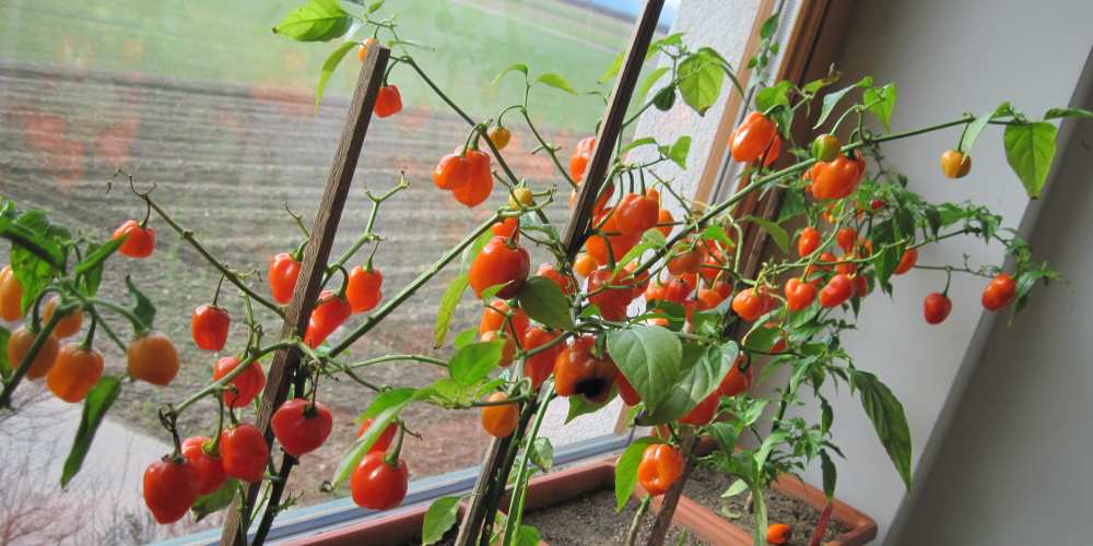 letzter_blick_habanero_orange.jpg