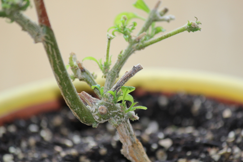 limntriebe2011zn7c.jpg