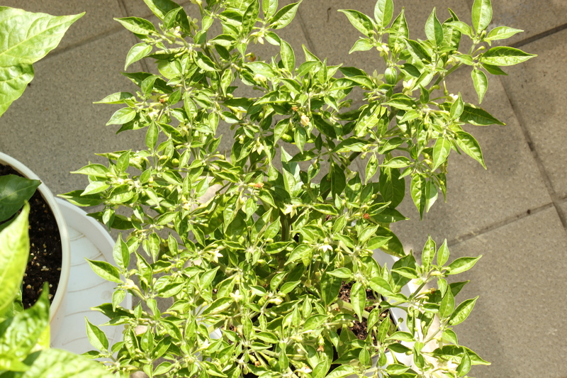 limon_kleinrnf2.jpg