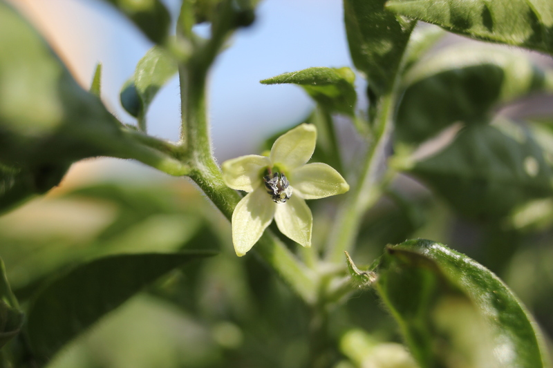 limonblte13nuq.jpg
