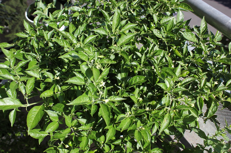 limonbusch39ns6.jpg