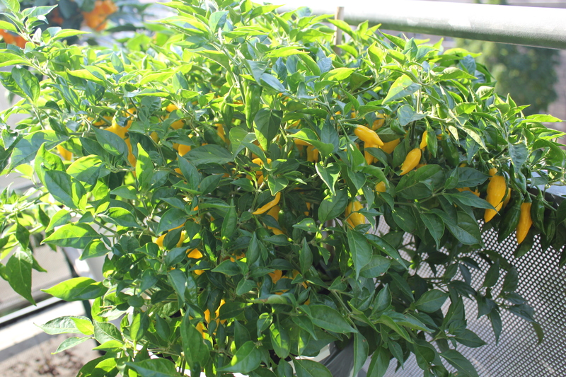 limongro3bum1.jpg
