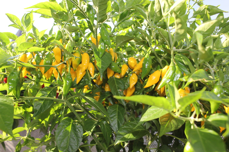 limongroausi.jpg
