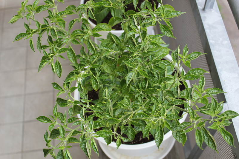 limongrobalkonru4l.jpg
