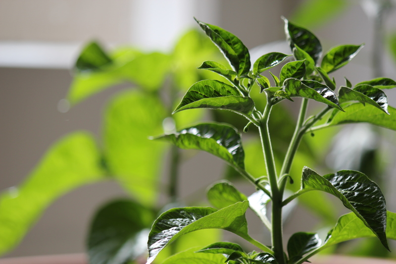 limonknospen5nq8.jpg