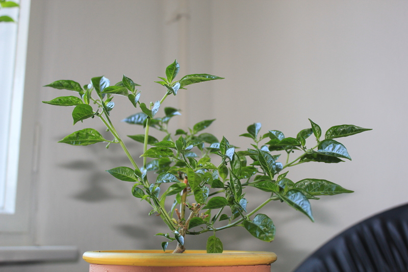 limonmuttercn1a.jpg