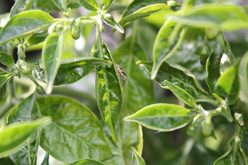 limonspinnewuv7.jpg