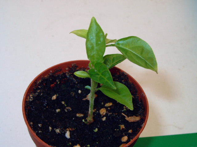 limonsteckling07hno9.jpg