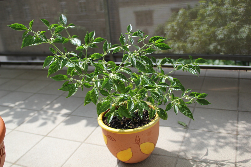 limonsteckling5nro.jpg