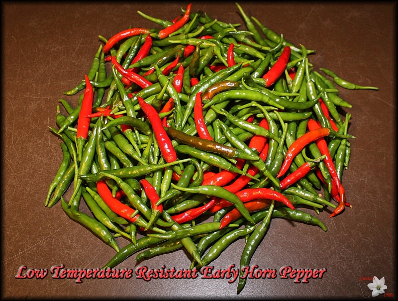 Low Temperature Resistant Early Horn Pepper - Kopie.JPG