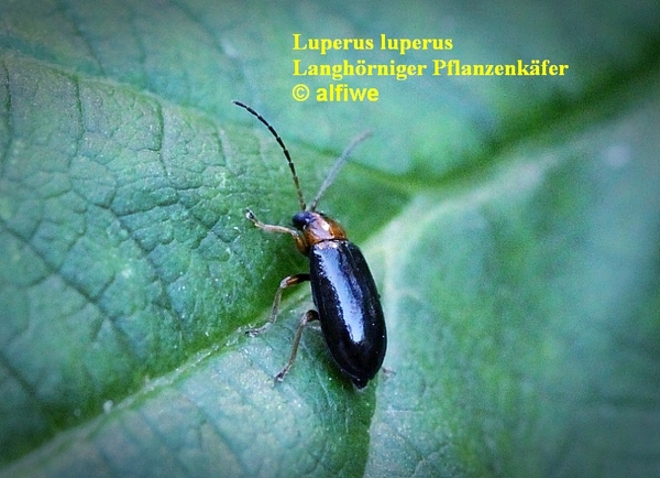 luperusluperuslanghrngjqp8.jpg