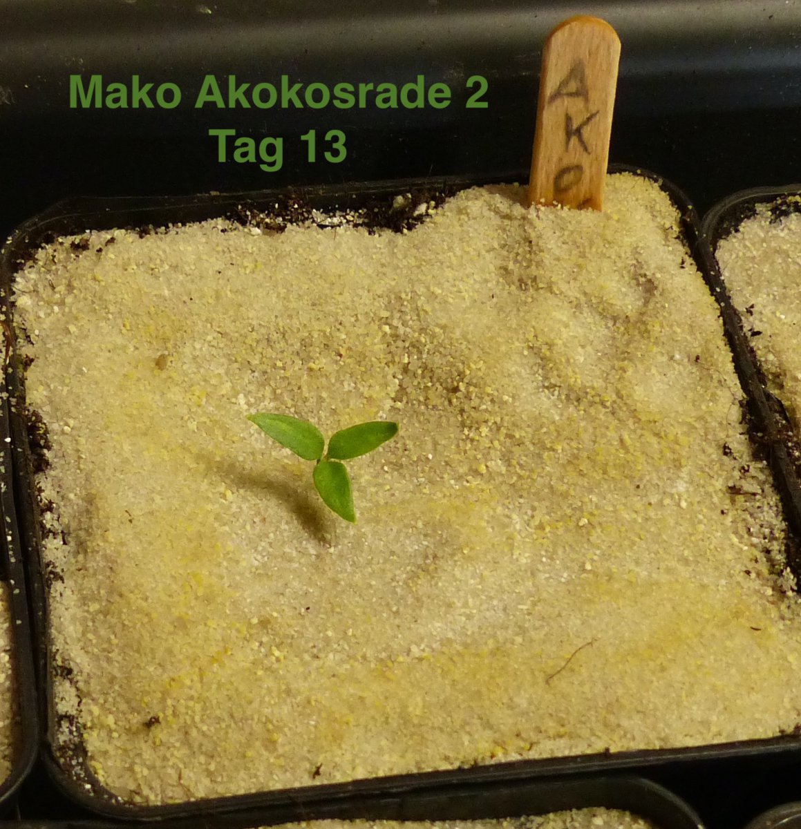 Mako Akokosrade 2 Tag 13.JPG