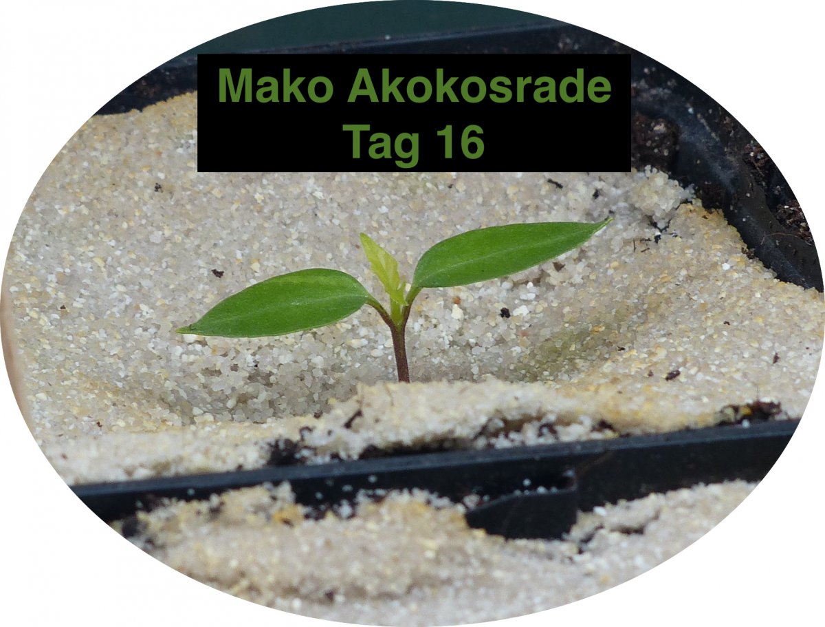 Mako Akokosrade, Tag 16.jpg