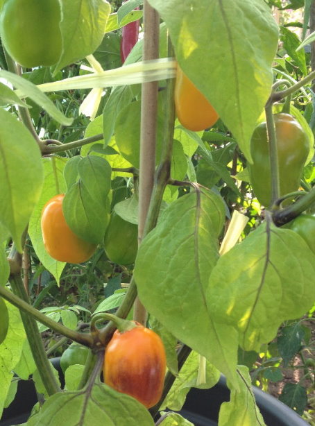 manzano amarillo.jpg