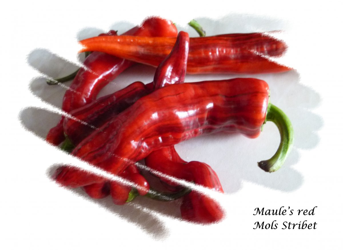 Maule’s red Mols Stribet 01.jpg