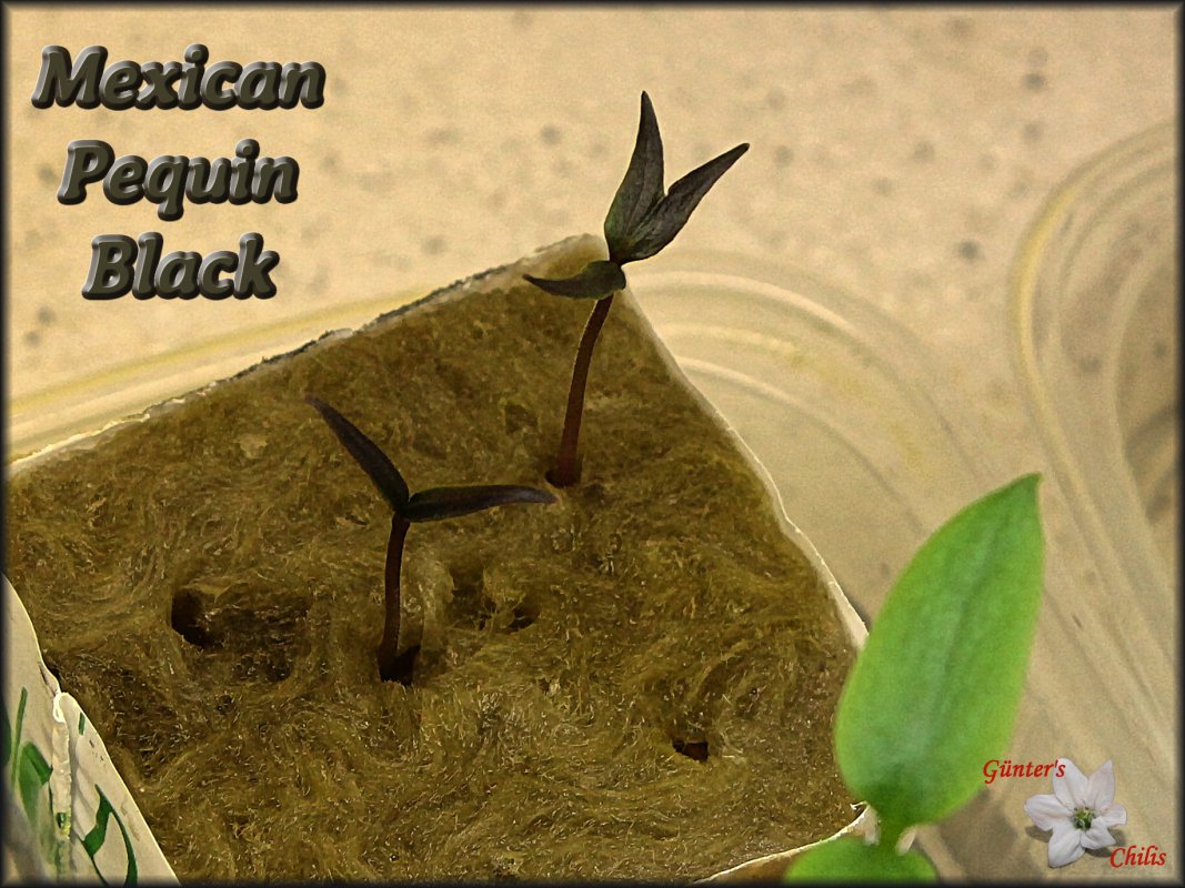 Mex Pequin Black.JPG