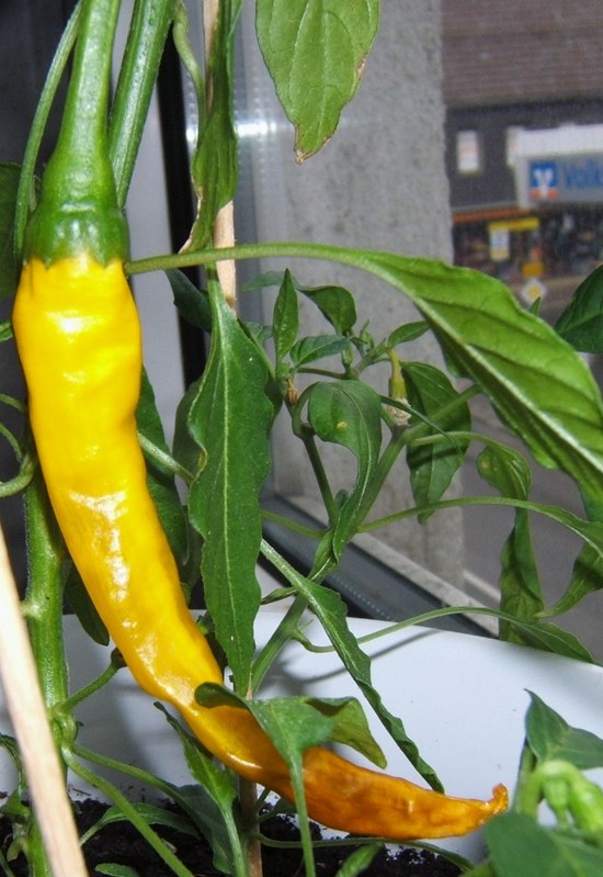 Milde_Peperoni_Chili_P3190_100717f.jpg