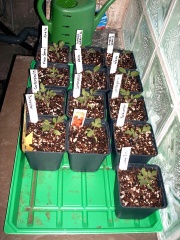 mitteapril02-tomatenbqfi.jpg