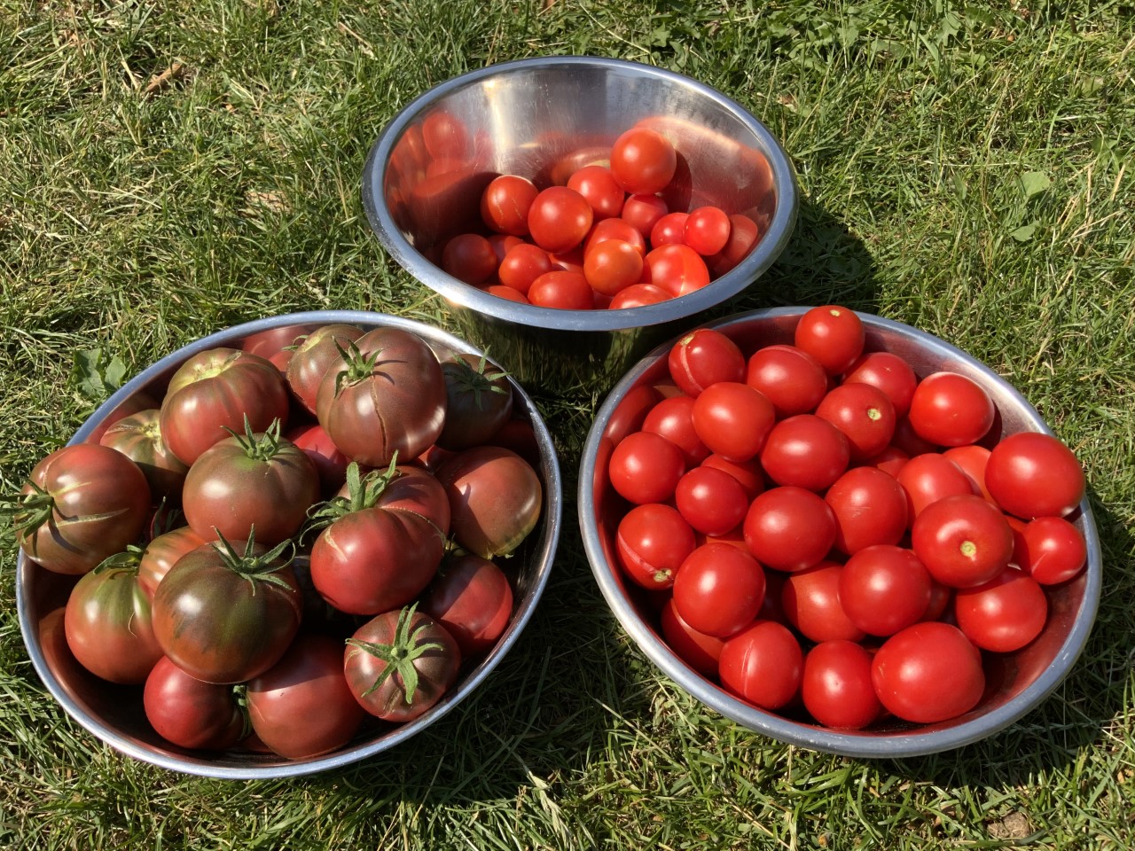 Mixed Tomatos.jpg