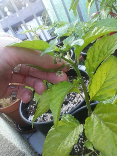 Naga Bhut Jolokia Blüte.jpg