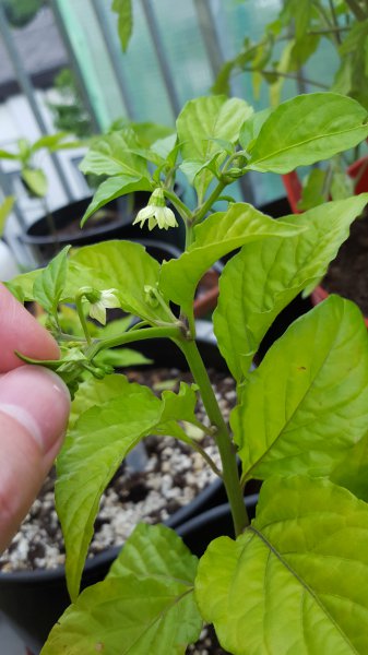 Naga Bhut Jolokia Pflanze mit Blüte.jpg